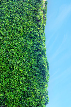 Corner of a building covered with vines. Vines crawling up the corner with sky background.の写真素材