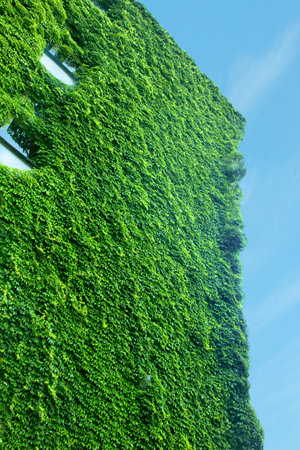 Corner of a building covered with vines. Vines crawling up the corner with sky background.の写真素材