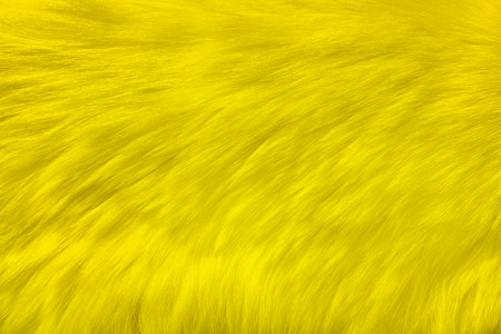 Fur long-haired natural dyed with yellow. Yellow fluffy fur, fast fashion background.の写真素材
