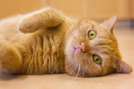 A domestic red cat with green eyes is lying on the floor, close-up.の写真素材