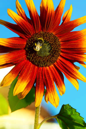 Beautiful sunflower velvet queen and little beeの写真素材