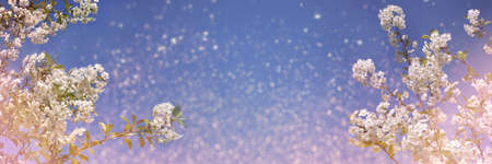 Banner, web banner of apple tree in bloom against blue sky. Delicate color white and blue.の写真素材