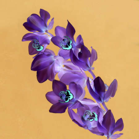 decorative purple orchid neon on yellow sand backgroundの写真素材