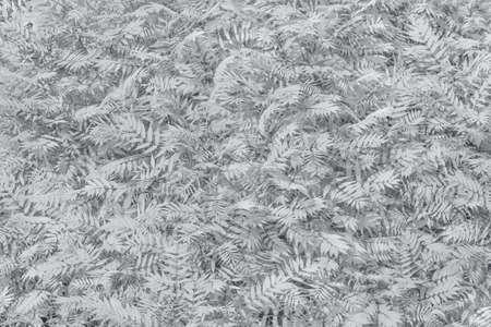 Background from black and white openwork leaves, solid mass. Great background for your designの写真素材
