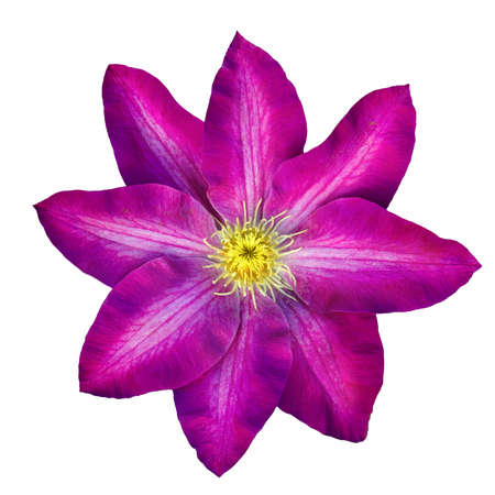 Purple clematis isolated on white background. Clean pure white background, no color.の写真素材