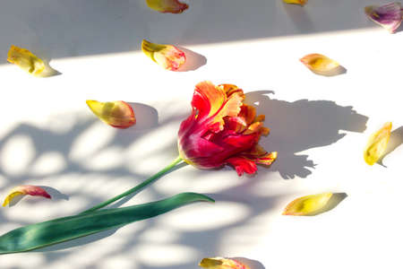 Red tulip in a beautiful openwork shadow lies on a white backgroundの写真素材