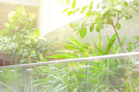 Green plants in the office. Greenery in the office, abstract blurred background.の写真素材