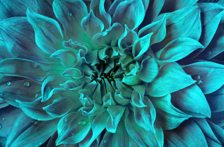Chrysanthemum flower in trendy menthol tint. Beautiful background for your design.の写真素材
