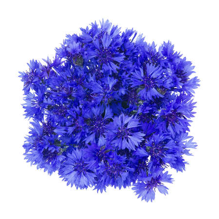 Bouquets of cornflowers isolated on white background, top view, for your design.の写真素材