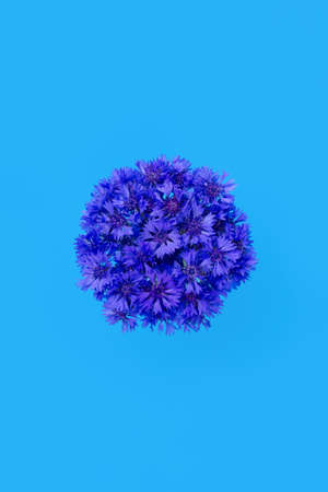 Bouquets of cornflowers isolated on a blue background, top view, for your design.の写真素材