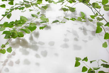 Branches of a tree with foliage and shadow on a white background. For your design.の写真素材