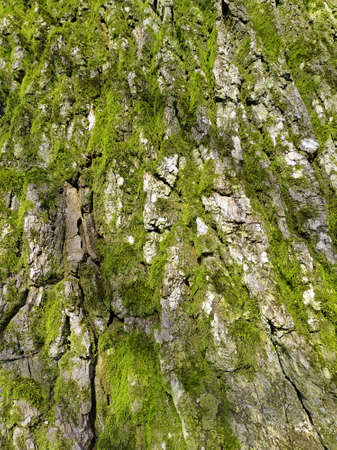 Gray oak bark with green moss and lichen. Old oak bark, close up. Old wood texture.の写真素材