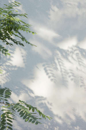 Acacia leaves and acacia shade on the wall, on a sunny day.の写真素材