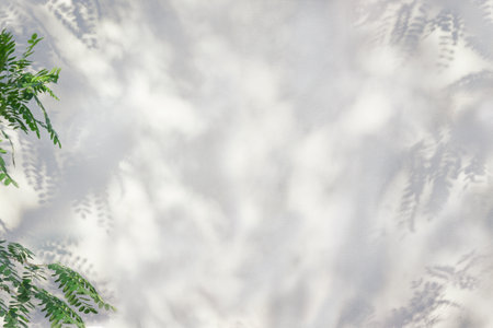 Acacia leaves and acacia shade on the wall, on a sunny day.の写真素材
