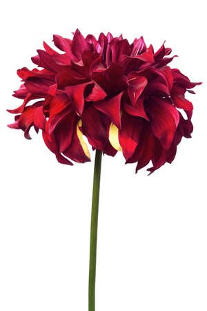 Red dahlia isolated on white, exotic flower for your design.の写真素材