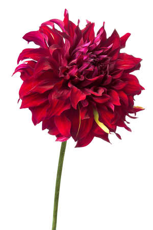 Red dahlia isolated on white, exotic flower for your design.の写真素材