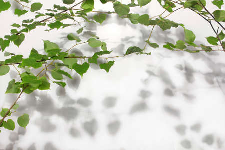 linden tree branch with gray shadow on white backgroundの写真素材