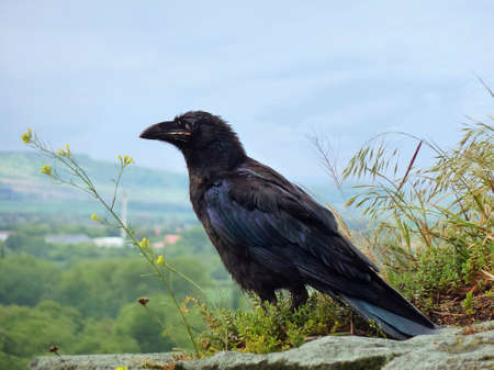 Black raven in the mountains against the blue sky and a distant landscape of mountains and villagesの写真素材