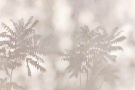 beautiful shadow from a palm tree Chamaedorea with carved leaves on a white plastered wall for your designの写真素材
