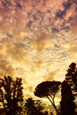 Panorama silhouette of trees with sunset. Trees silhouettes against the setting sun.の写真素材