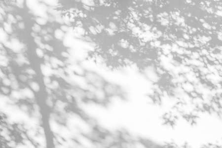 trees branch and leaf with shadow on a white concrete wall.の写真素材