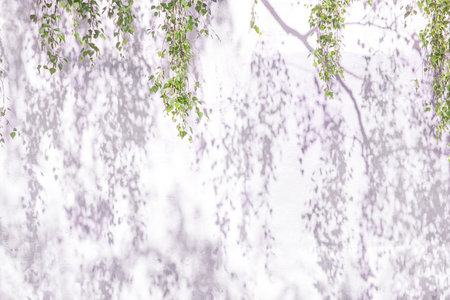 White abstract background texture of leaf shadow on concrete wall and green tree branchesの写真素材