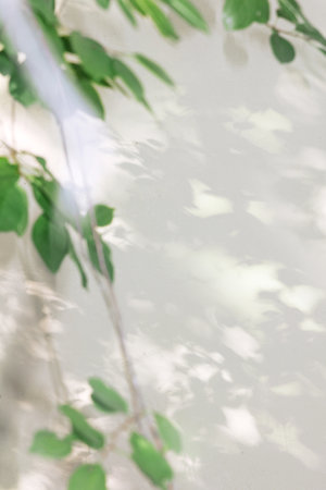 Natural leaves shadow background of tree branch falling on white concrete wall texture for background, black and white monochrome toneの写真素材