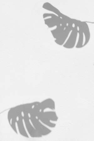 shadow from monstera leaves on a white wallの写真素材
