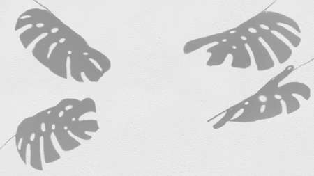 shadow from monstera leaves on a white wallの写真素材