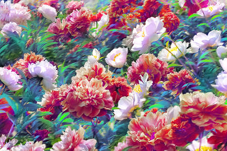white and red peonies, peony flower field in the garden under the sun and windの写真素材