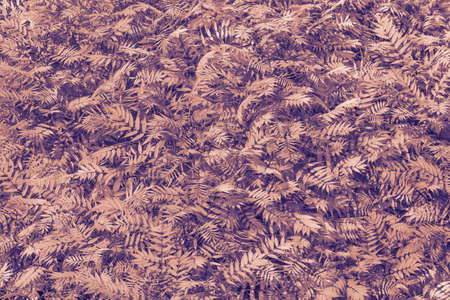 Background from lilac and violet openwork leaves, solid mass. Great sleek background for your design