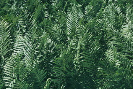 Fern leaves background. Close up of dark green fern leaves growing in the forest.の写真素材