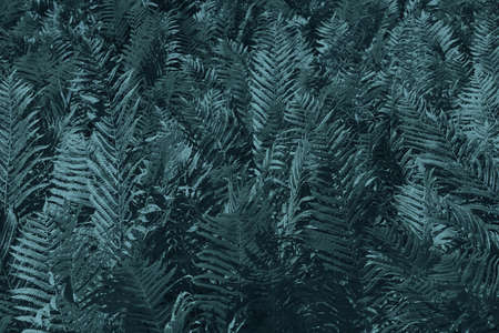 Fern leaves background. Close up of dark green fern leaves growing in the forest.の写真素材