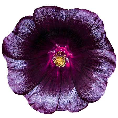 Common mallow flower Malva sylvestris isolated on white background. Mallow rose or hibiscus.の写真素材