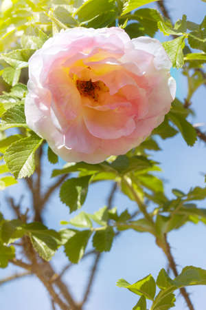 Briar rose flower or wild rose blossom at the spring. Wild pink briar rose against blue skyの写真素材