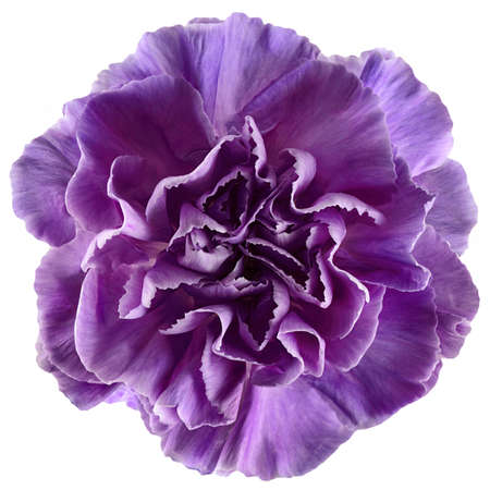 Purple carnation flower head isolated on white background.の写真素材