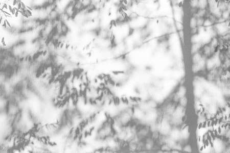 Sunlight and shadows on the wall from the branches of treesの写真素材