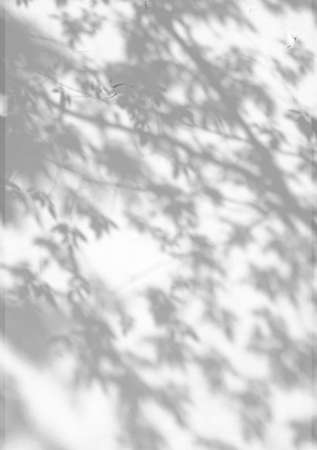 Sunlight and shadows on the wall from the branches of treesの写真素材