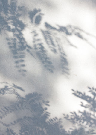 Shadows of branches with leaves on a rough concrete surface, shadows on an exterior wall.の写真素材