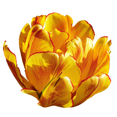 variety yellow-red terry early tulip with red stripes.の写真素材