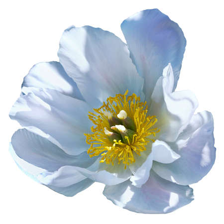 Pink peony flower with yellow center. isolated on white bavkgroundの写真素材