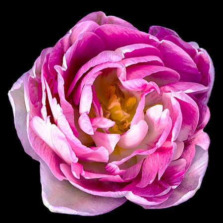 pink hybrid tulip closeup isolated on black background.の写真素材