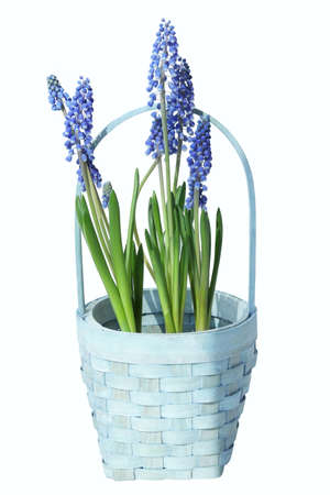 Blue grape hyacinth flower isolated in a basket.の写真素材