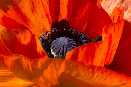 red poppy. Stamens and the head of a poppy flower close-up.の写真素材