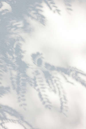 The shadow of acacia leaves on the wall, on a sunny day.の写真素材
