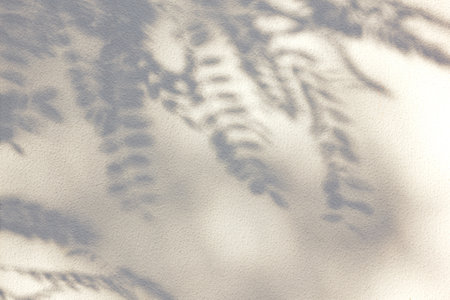 The shadow of acacia leaves on the wall, on a sunny day.の写真素材