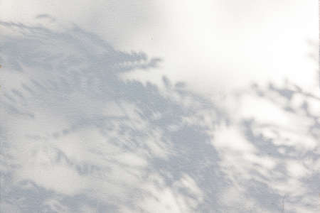 The shadow of acacia leaves on the wall, on a sunny day.の写真素材