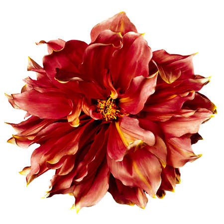 Dahlia flower, red dahlia flower with yellow pollen on white background.の写真素材