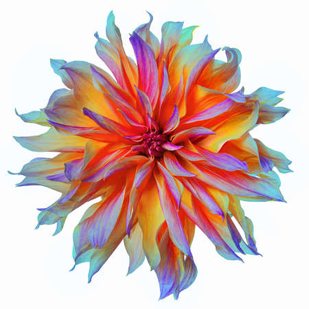rainbow colored dahlia isolated on white background.の写真素材
