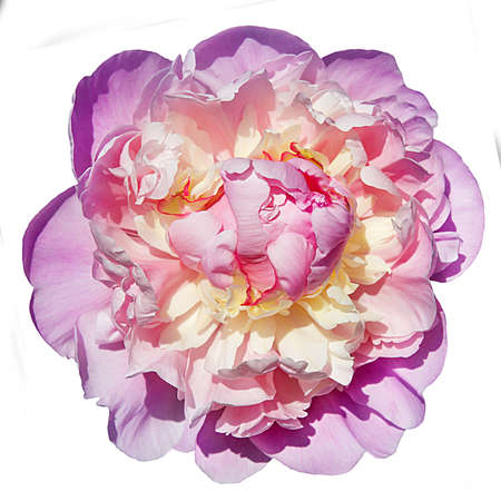 Pink-yellow peony isolated on white background.の写真素材